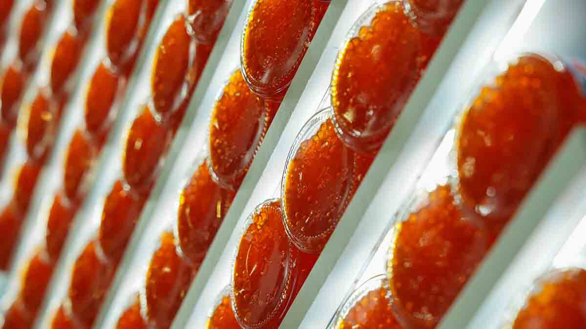 Купить продукты с новогодними скидками можно на рынках «Москва — на волне»