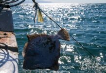 Масштабная программа контроля качества морепродуктов стартует на Черном море 9386a2c4-015a-4264-a914-024cd65c98c8-67dbf5bf