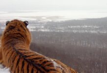 Редкий амурский тигр найден в Приморье и отправлен на реабилитацию 9d961cbe-d837-4db8-a76f-c0baf3e93647-67d5db70