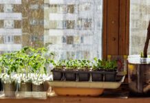 Создаем идеальный домашний парник для выращивания рассады ccc0706f-1c00-484f-923f-2e5df4abd6f3-67e8b81e