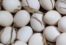 Американские ритейлеры оптимизируют продажи куриных яиц daaa49ec-615f-41d3-a379-5492dbff3997-67ee7432