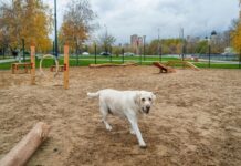 Москва радует горожан новыми парковыми зонами для спорта и отдыха f27afa4f-2517-4c89-baf5-b031c605b582-67db7ec1