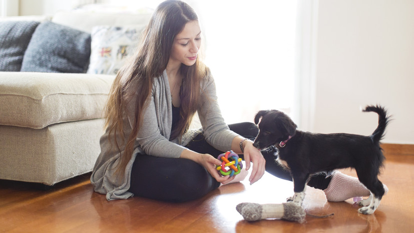 Кинолог Голубев рассказал, как собака проявляет преданность к хозяину