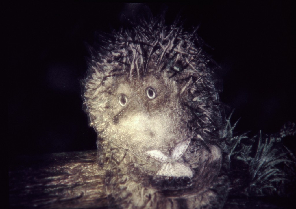 Кадр из мультфильма «Ежик в тумане»