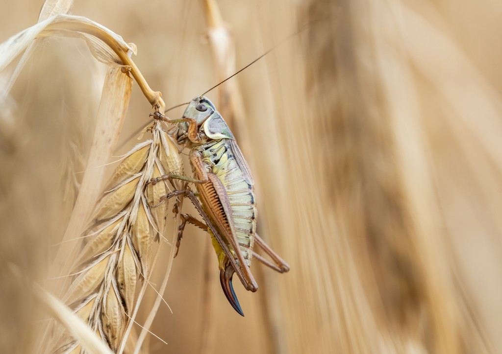 Россиянам рассказали, как защитить урожай от нашествия саранчи