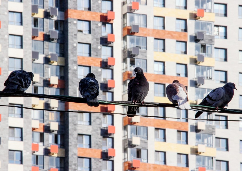 Рост цен на жилье угрожает сделать покупку квартир в России невозможной