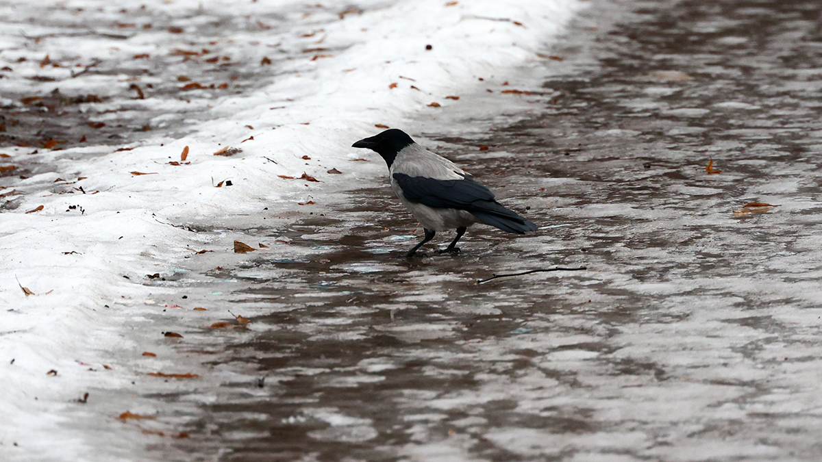 Синоптик Шувалов: Настоящая зима начнется в центре России в середине февраля