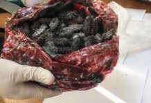 Успешная операция таможенников по защите морских биоресурсов Дальнего Востока 5432052d-cc28-46ca-954e-f344174536bb-67f56701