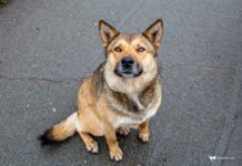 Домашние питомцы под защитой: как заботиться о собаках в Приморье bd206274-d10c-4816-ac2c-0312ed67f217-680a7d2b