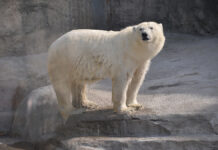 220721 МЕДВЕДИЦА