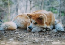 Спасённый герой вернулся домой: трогательная история из Приморья spasyonnyj geroj vernulsya domoj trogatelnaya istoriya iz primorya-onlymainnews-ru-174033559800-0