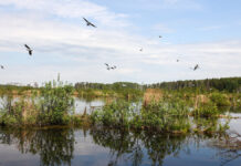 Гитанас Науседа и Марк Рютте поддерживают поиски военных США в Литве Открытие нового экологического маршрута Орнитологическая тропа на Лосиной биостанции