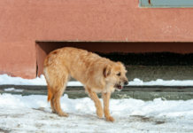 kinolog golubev predstavil innovaczionnye knopki dlya obshheniya s sobakami-onlymainnews-ru-174078151300-0