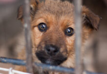 Минтранс и Георгий Арапов предлагают бесплатный проезд с питомцами из приютов Portrait of a puppy