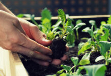 Никита Чаплин и Союз дачников Подмосковья раскрыли секреты яркого балконного сада nikita chaplin i soyuz dachnikov podmoskovya raskryli sekrety yarkogo balkonnogo sada-onlymainnews-ru-174246786300-0