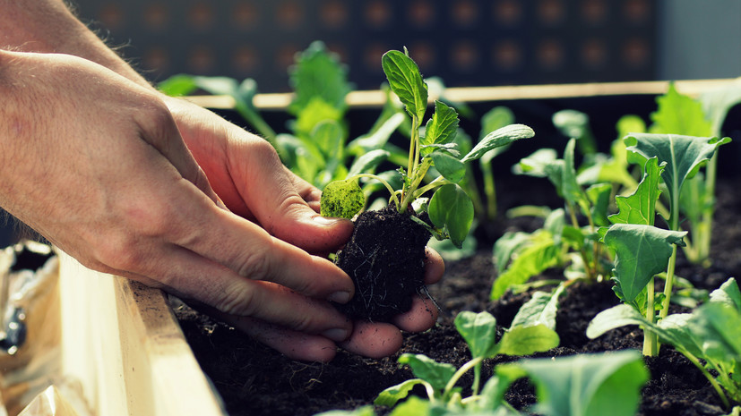 Депутат Чаплин рассказал о правилах выращивания садовых культур на балконе