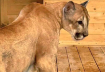 Пума Геркулес радует гостей Московского зоопарка успешной адаптацией в России puma gerkules raduet gostej moskovskogo zooparka uspeshnoj adaptacziej v rossii-onlymainnews-ru-174194369800-0