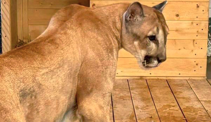 В Московском зоопарке рассказали, как пума Геркулес осваивается в вольере