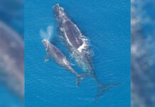 radostnaya vstrecha v zalive kejpkod mamakit nauset i detenysh vpervye v sezone-onlymainnews-ru-174240652900-0