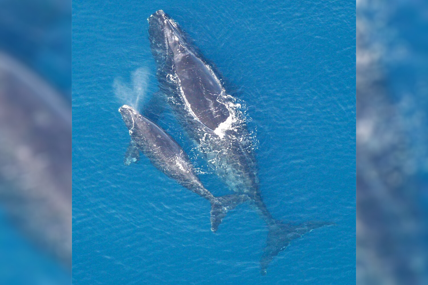 Радостная встреча в заливе Кейп-Код мама-кит Наусет и детеныш впервые в сезоне-0