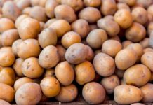 Россельхознадзор обезопасил Приморье от картофельной моли из Пакистана rosselhoznadzor obezopasil primore ot kartofelnoj moli iz pakistana-onlymainnews-ru-174294295700-0