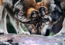 Синди Денхолм и Колорадо совместные усилия Бюро и природных парков sindi denholm i kolorado sovmestnye usiliya byuro i prirodnyh parkov-onlymainnews-ru-174339993500-0