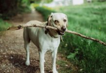 Совфед и Андрей Клишас предлагают новые меры защиты граждан от самовыгула собак sovfed i andrej klishas predlagayut novye mery zashhity grazhdan ot samovygula sobak-onlymainnews-ru-174211996900-0