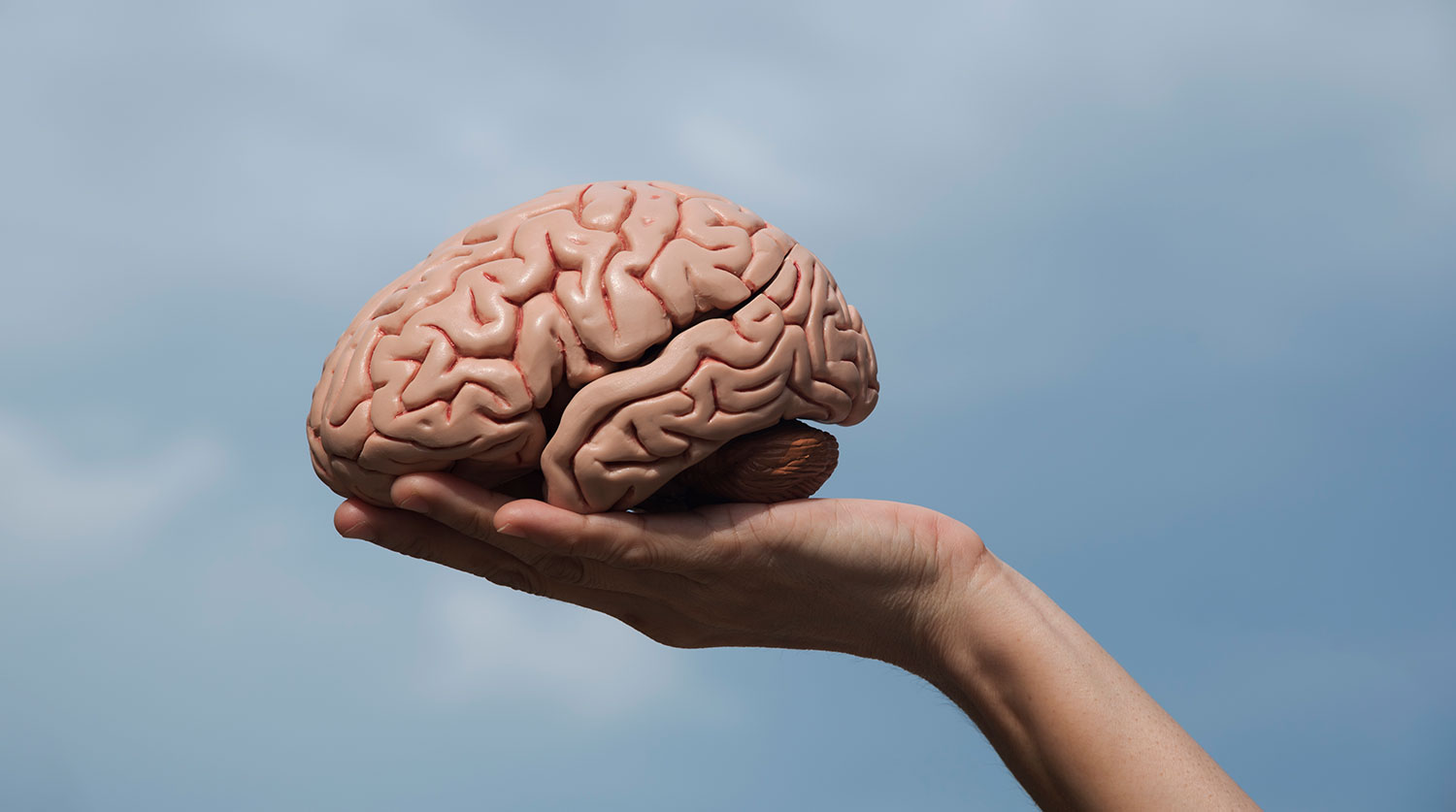 Стэнфордские ученые выявили врожденную гибкость мозга через исследование ВТК и МРТ-0