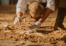 Тайны Торжка раскрыты Натальей Сарафановой древний ход и артефакты PaleontologistCleaningTyrannosaurusDinosaurSkeletonWithBrushesArcheologistsDiscoverFossil