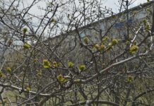 Туман, ветер и теплая погода до 16 градусов — обзор погоды в Приморье на 10 марта tuman veter i teplaya pogoda do 16 gradusov obzor pogody v primore na 10 marta-onlymainnews-ru-174170061900-0