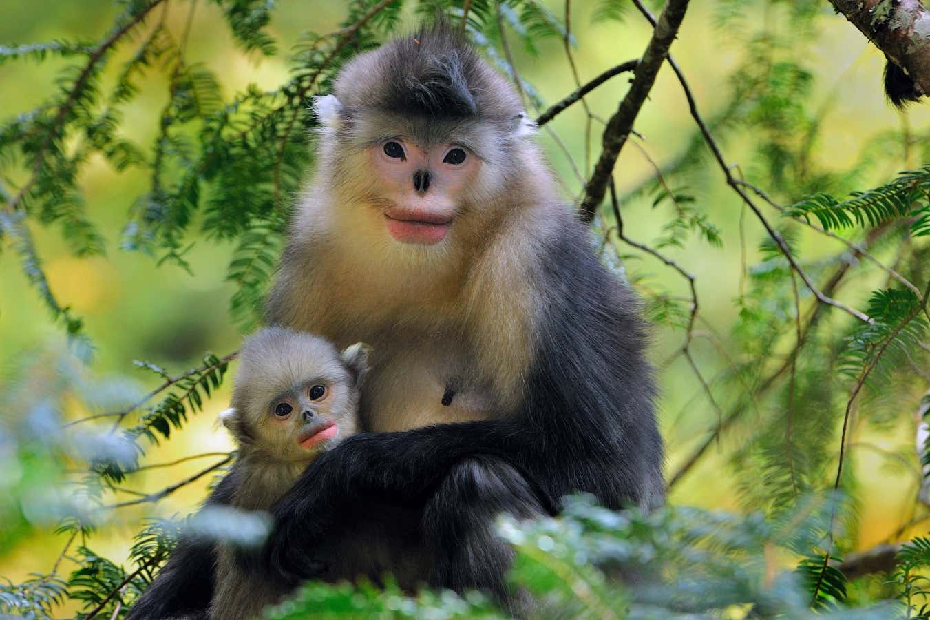 Удивительная система заботы Rhinopithecus bieti в заповеднике Баймакшушань-0