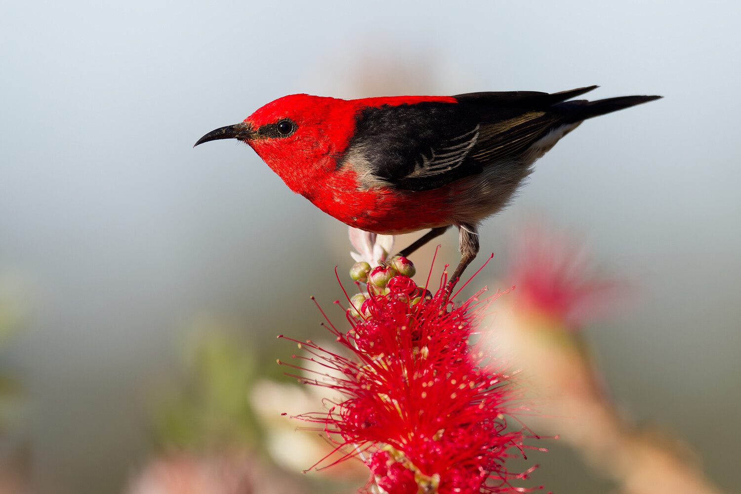 Удивительные открытия в Индонезии Новые виды Myzomela на Молуккских островах и Бабар-0