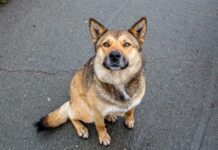 В Приморье утвердили обновленные правила содержания домашних животных v primore utverdili obnovlennye pravila soderzhaniya domashnih zhivotnyh-onlymainnews-ru-174114938600-0