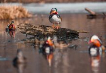 vesennee teplo do 16s podarit primoryu yarkij solnechnyj ponedelnik-onlymainnews-ru-174296986900-0