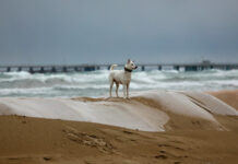 Анна Попова и Роспотребнадзор восстанавливают пляжи Анапы и Темрюкского района anna popova i rospotrebnadzor vosstanavlivayut plyazhi anapy i temryukskogo rajona-onlymainnews-ru-174496912500-0