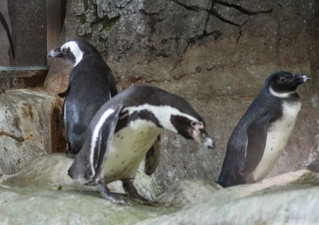 «Надоело»: в США объяснили введение пошлин против «островов пингвинов»