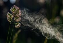 Инновационная вакцина от аллергии на березу Института иммунологии ФМБА готовится к запуску innovaczionnaya vakczina ot allergii na berezu instituta immunologii fmba gotovitsya k zapusku-onlymainnews-ru-174429471600-0