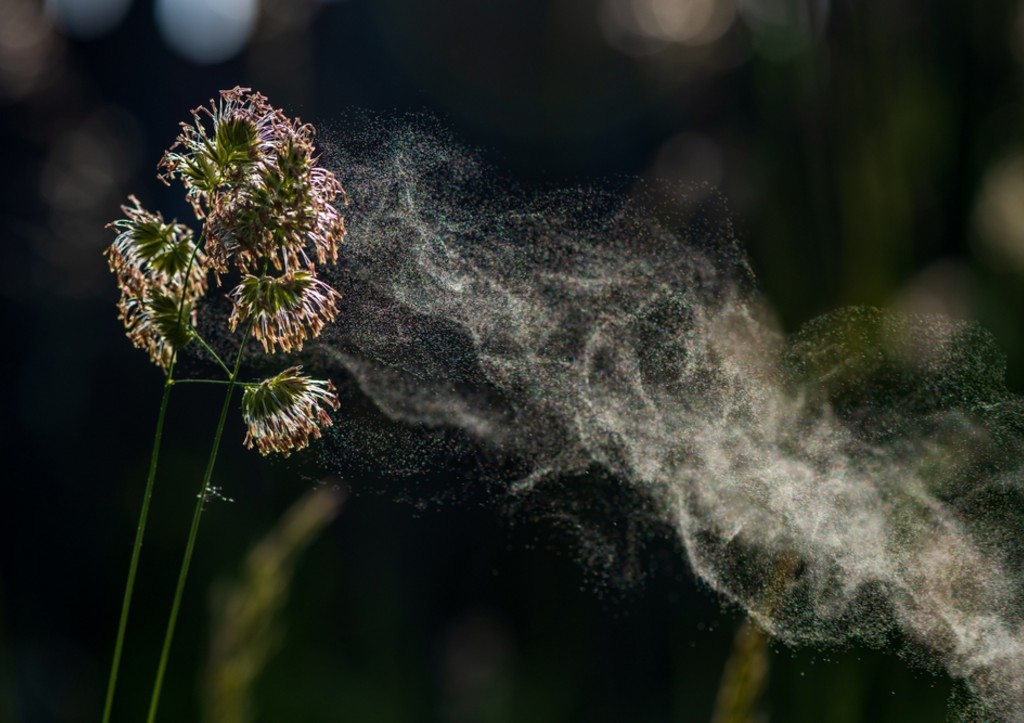 В России выпустят вакцину от пыльцы березы: когда появится, поможет ли?