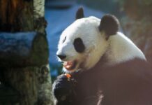 Катюша и родители Диндин с Жуи в Московском зоопарке - яркие моменты 21 апреля katyusha i roditeli dindin s zhui v moskovskom zooparke yarkie momenty 21 aprelya-onlymainnews-ru-174523573600-0