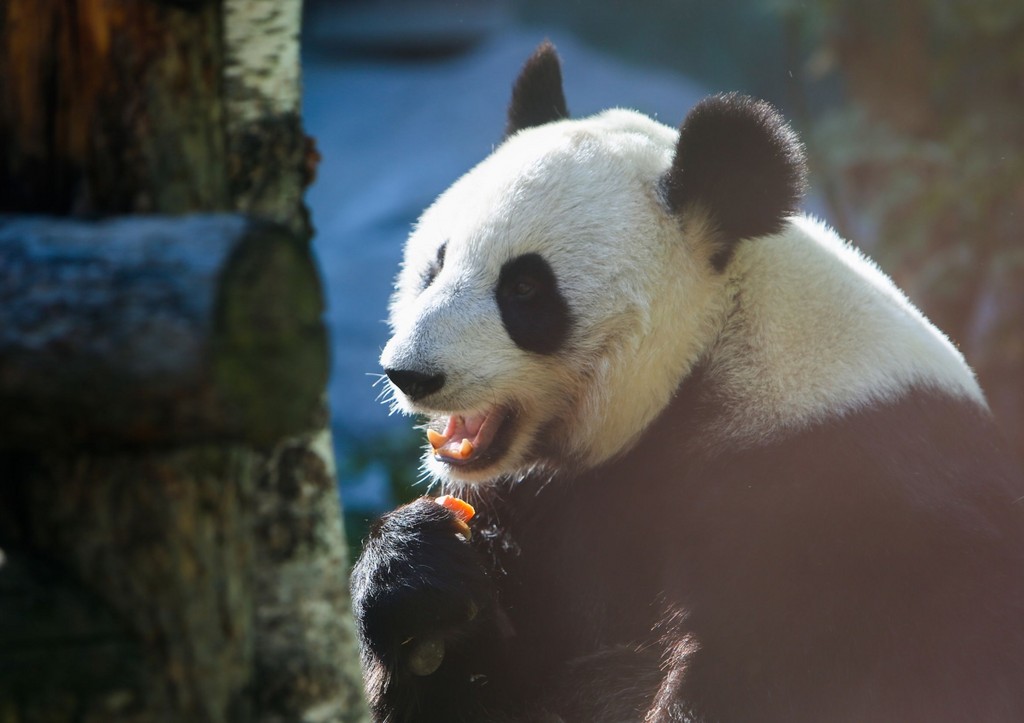 Панда Катюша в Московском зоопарке: новости 21 апреля, фото, видео