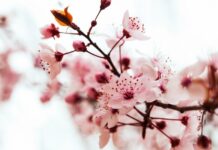 Макото Ширакава и DVR06 открывают путь к управлению цветением Arabidopsis thaliana makoto shirakava i 06 otkryvayut put k upravleniyu czveteniem -onlymainnews-ru-174355091500-0