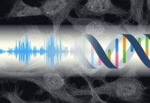 masahiro kumeta raskryvaet kak kletki slyshat zvuki-onlymainnews-ru-174492841300-0