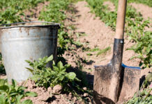 BucketAndShovelOnKitchenGardenWithPotatoBeds