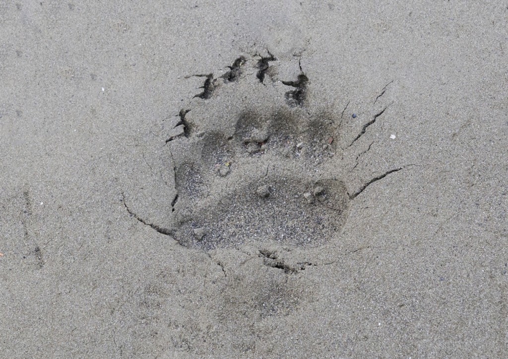 Медведь встал на охрану заброшенного российского храма