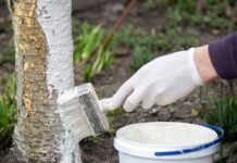 Мел и медный купорос идеальный дуэт для бережной побелки деревьев mel i mednyj kuporos idealnyj duet dlya berezhnoj pobelki derevev-onlymainnews-ru-174428896300-0