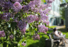 Наталия Конева и жители Щукино высаживают сирень в честь героев Победы Цветущие растения в Екатерининском парке в центре столицы