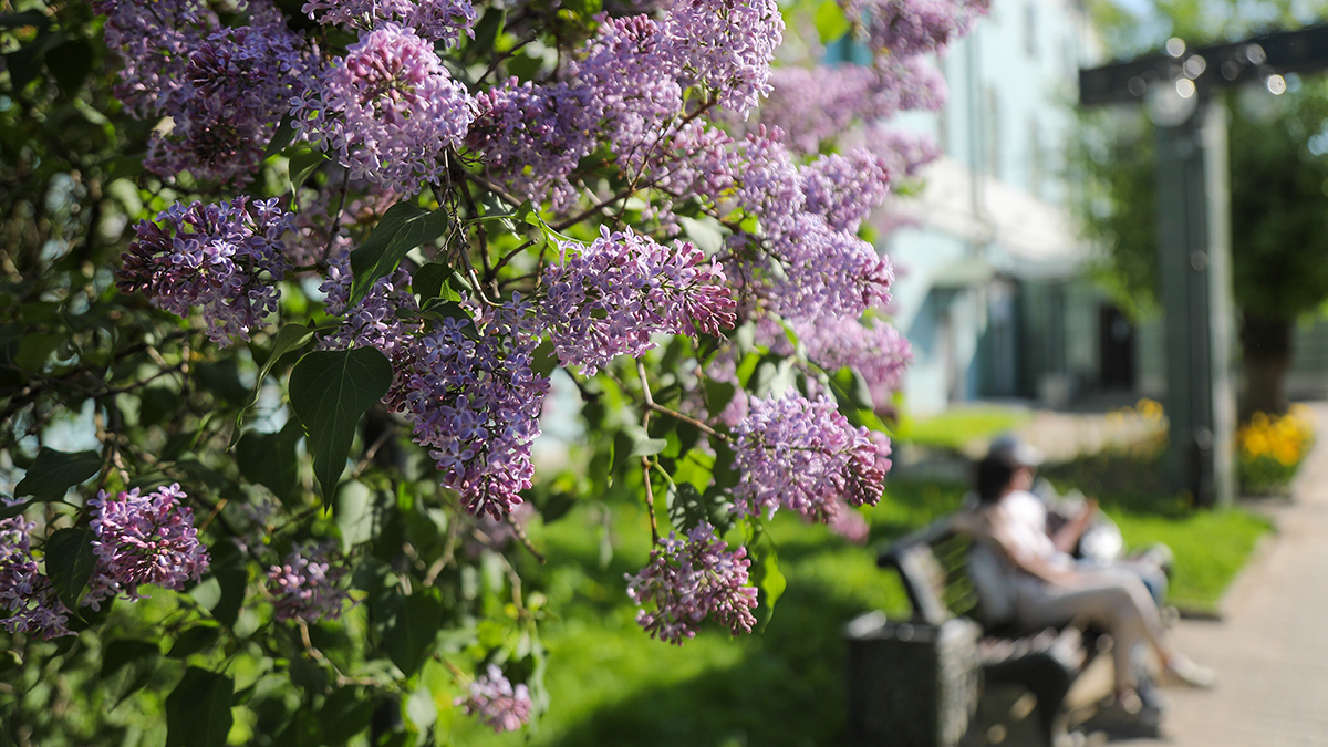 Улицы района украсит народный символ Победы