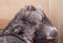 notik i buba vstretili vesnu v moskovskom zooparke posle zimnego sna-onlymainnews-ru-174385587400-0