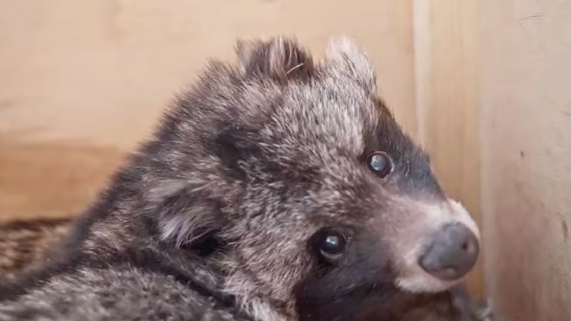 Енотовидные собаки в Московском зоопарке вышли из зимней спячки