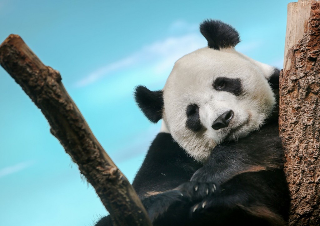 Панда Катюша в Московском зоопарке: последние новости 18 апреля, видео